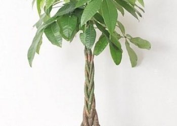 11. Bonsai puu